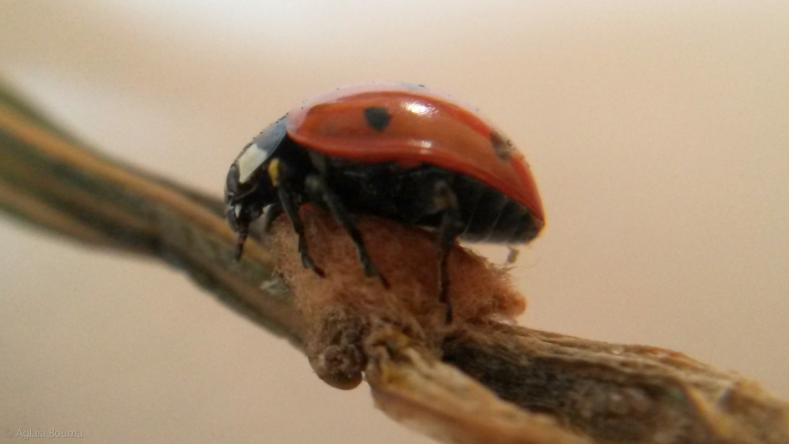 Coccinella septempunctata on cocoon Dinocampus coccinellae